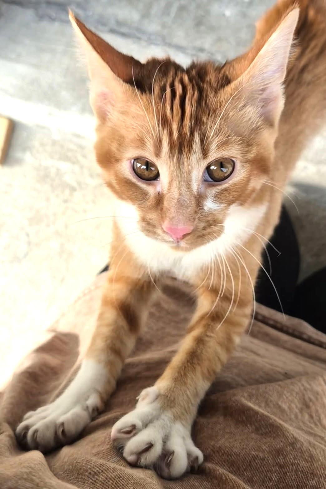 Eddie   (Super Friendly), adopted, Young Male Domestic Short Hair.