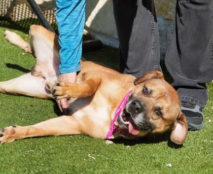 Enlarge Denver, a Adoptable mixed breed in North Richland Hills, TX image 2/3