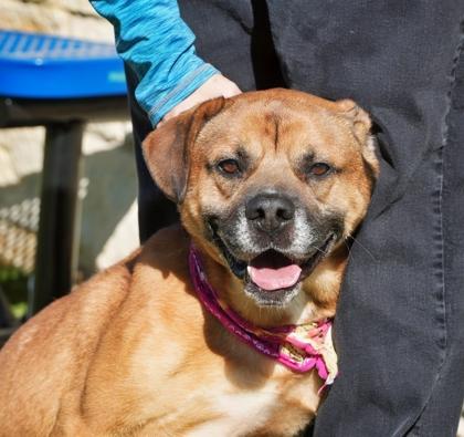Denver, Adoptable, Adult Male Boxer & Mixed Breed.