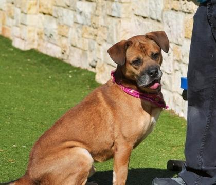 Denver, a Adoptable mixed breed in North Richland Hills, TX image 2/3