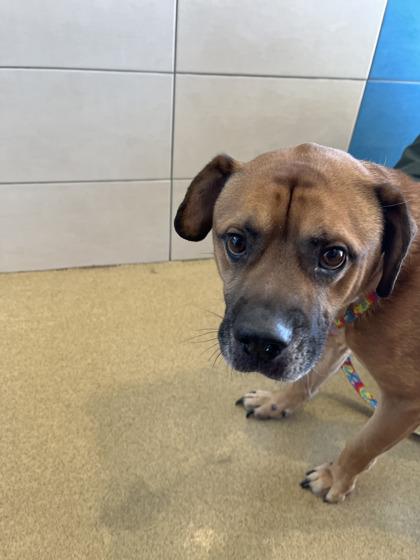 Enlarge Denver, a Adoptable mixed breed in North Richland Hills, TX image 2/2