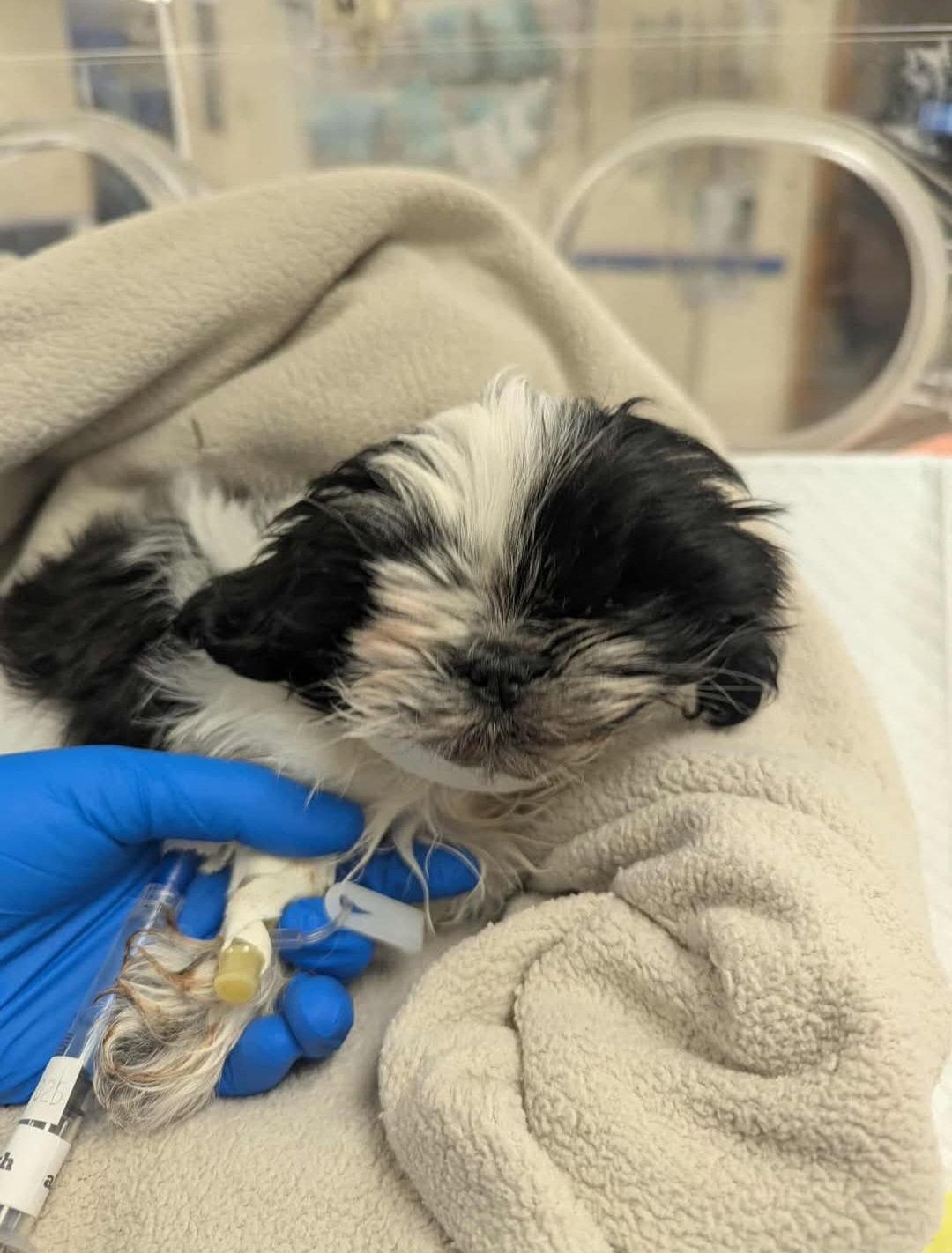 Riley-OS, Adopted, Puppy Female Shih Tzu.