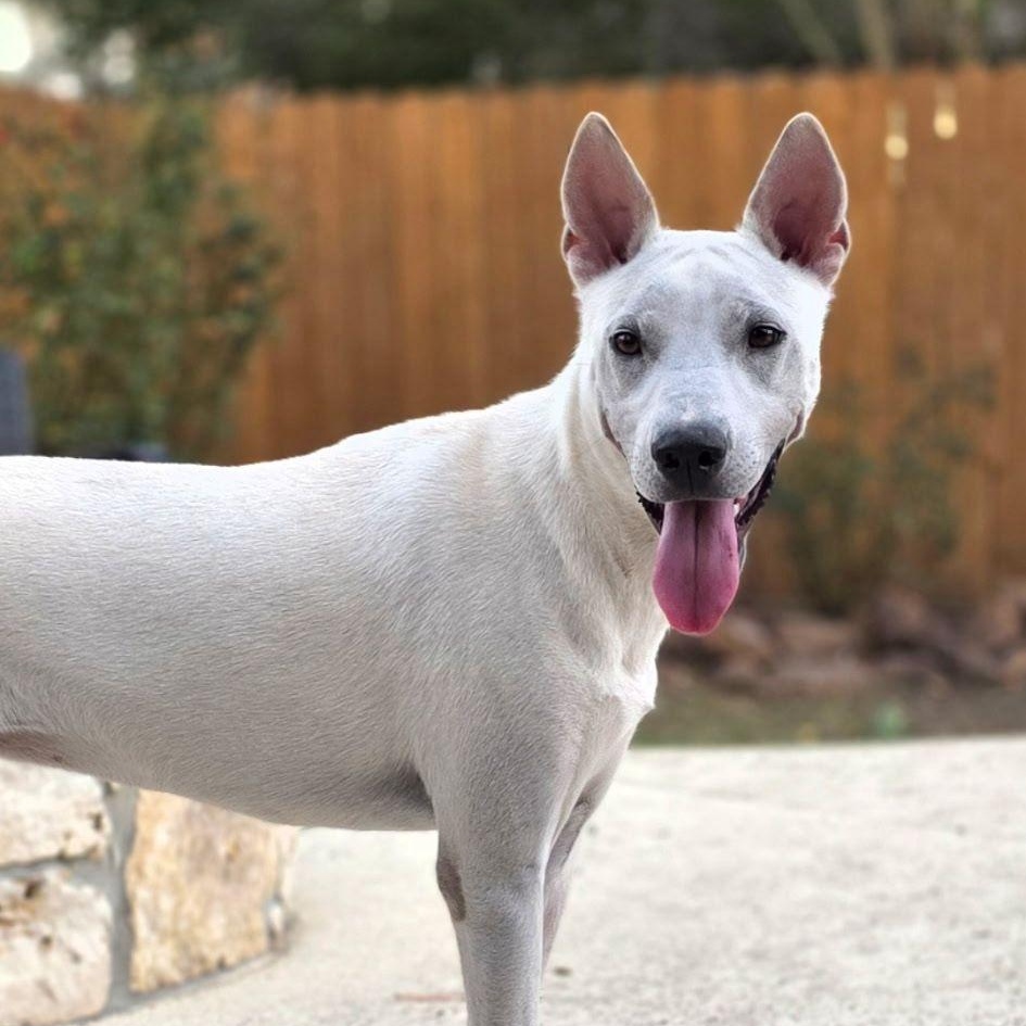 Diva — thumbnail 2