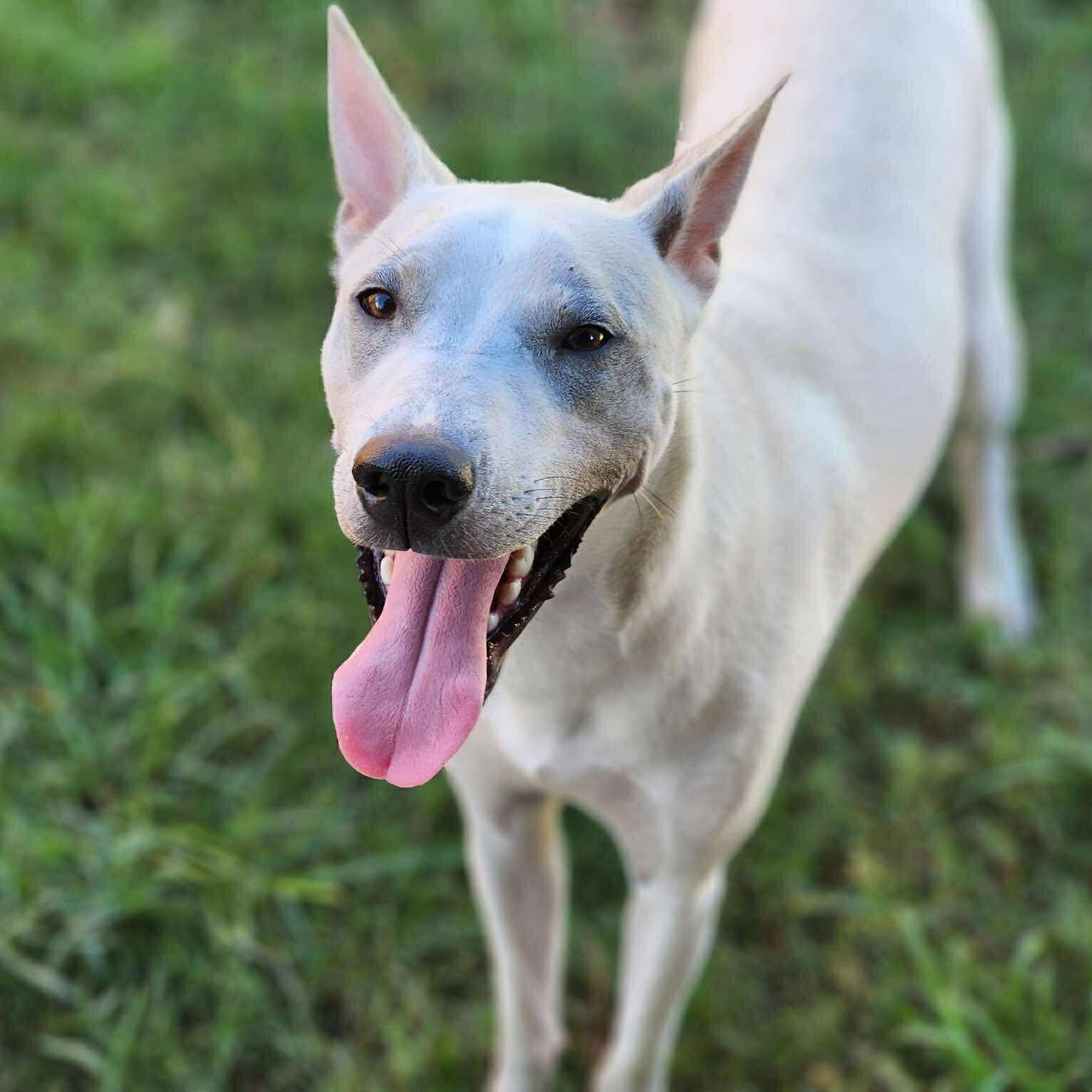 Diva — thumbnail 6