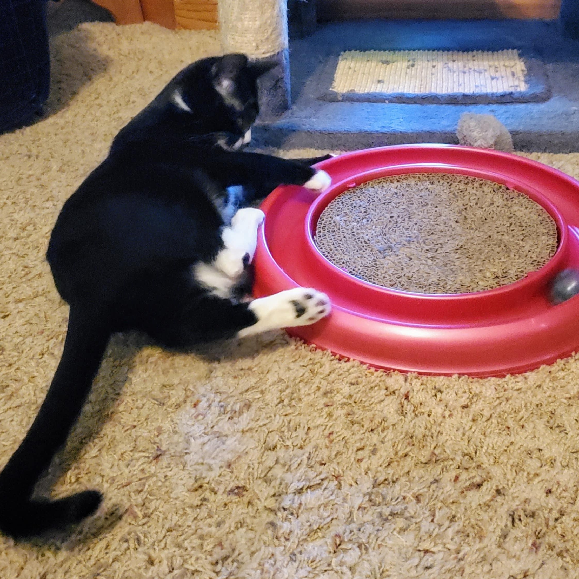 Billie the Kid, a Adoptable Domestic Short Hair in Warrensburg, MO image 3/6