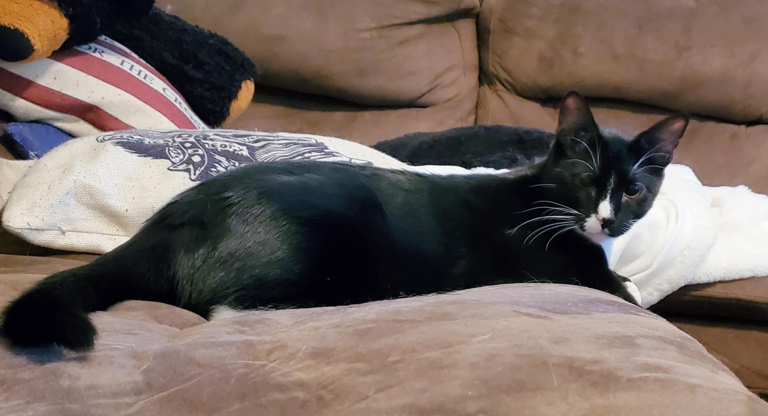 Billie the Kid, a Adoptable Domestic Short Hair in Warrensburg, MO image 5/6