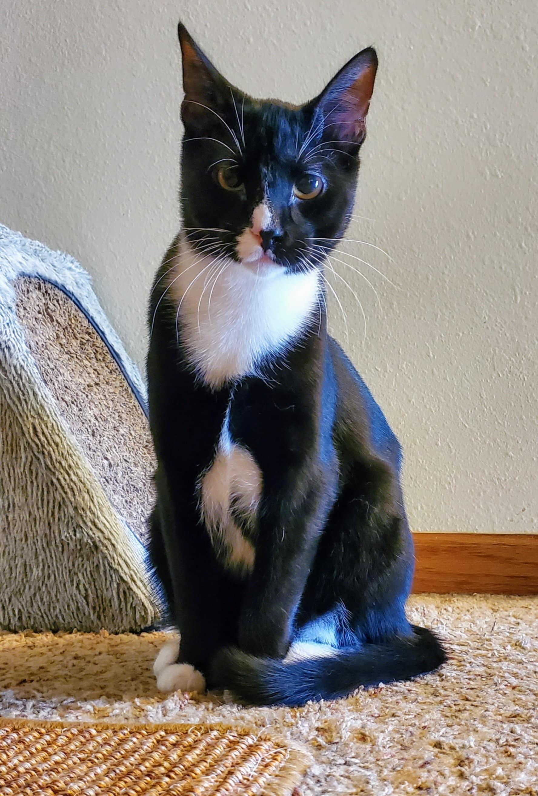 Billie the Kid, a Adoptable Domestic Short Hair in Warrensburg, MO image 4/6