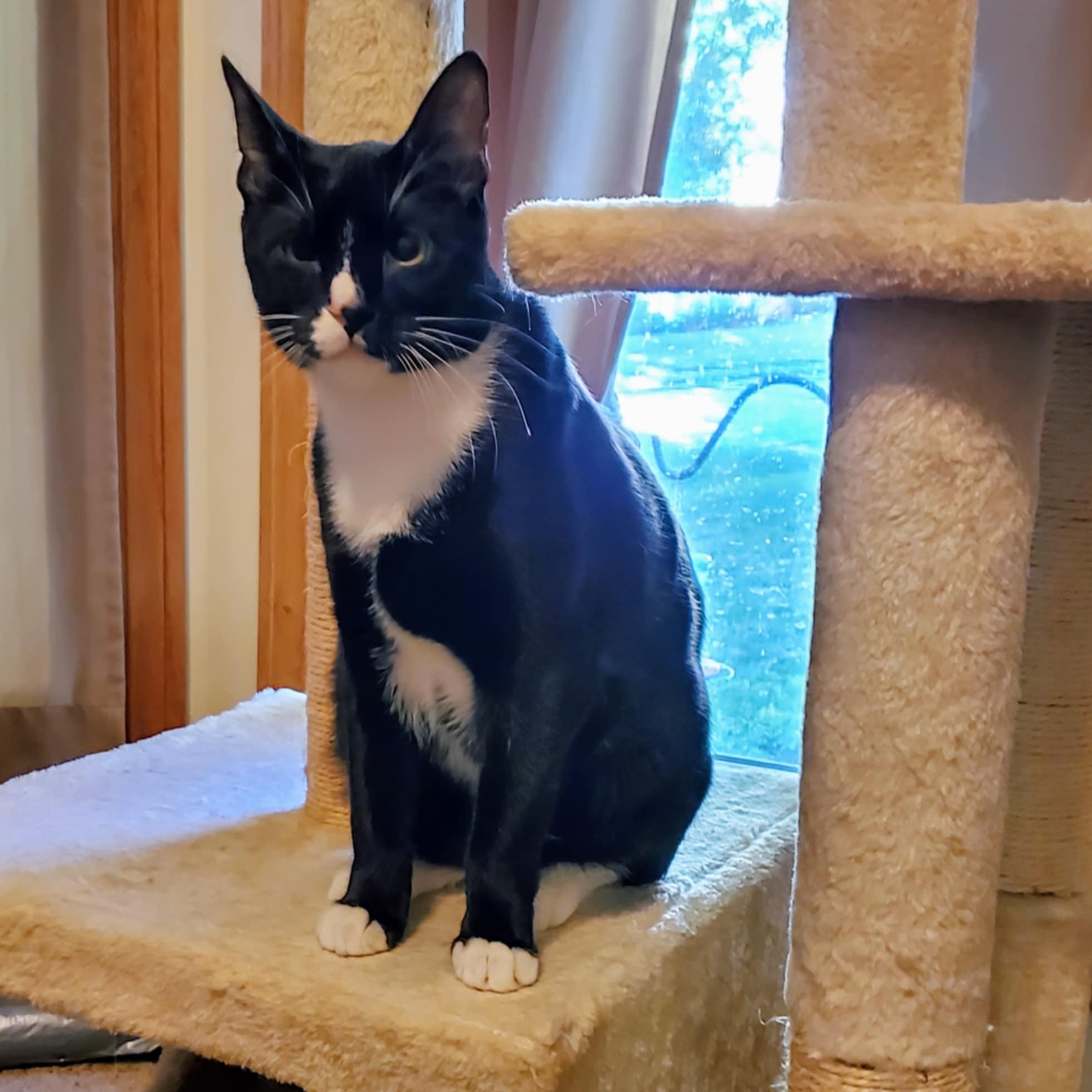 Billie the Kid, a Adoptable Domestic Short Hair in Warrensburg, MO image 6/6