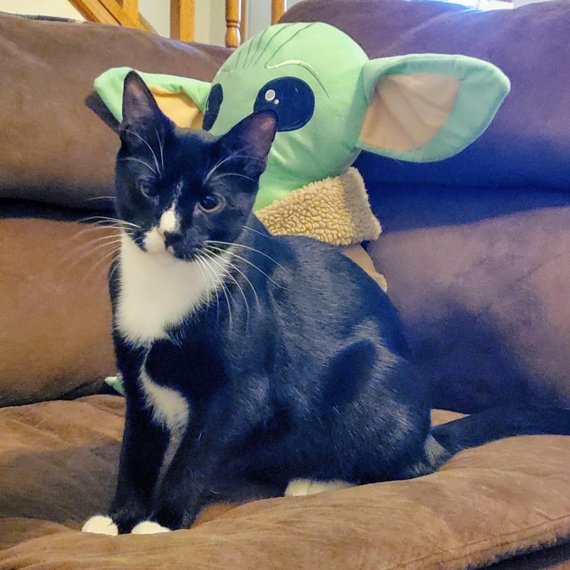 Billie the Kid, a Adoptable Domestic Short Hair in Warrensburg, MO image 1/6