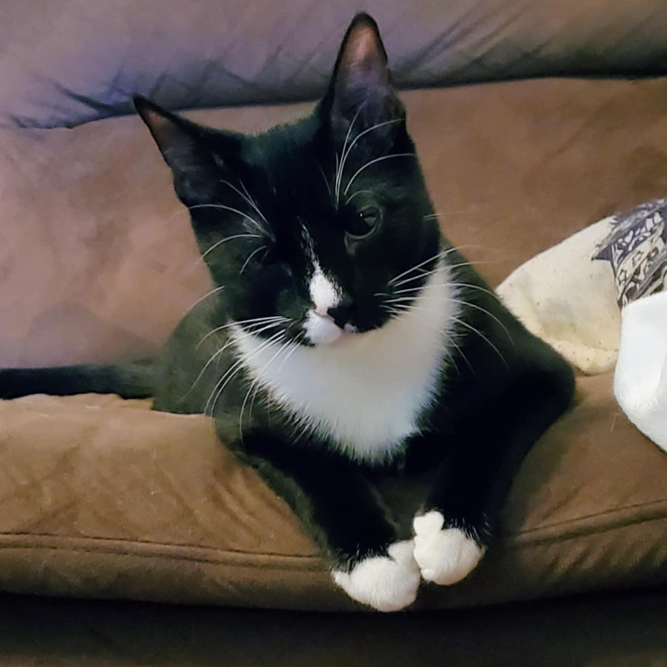 Billie the Kid, a Adoptable Domestic Short Hair in Warrensburg, MO image 2/6