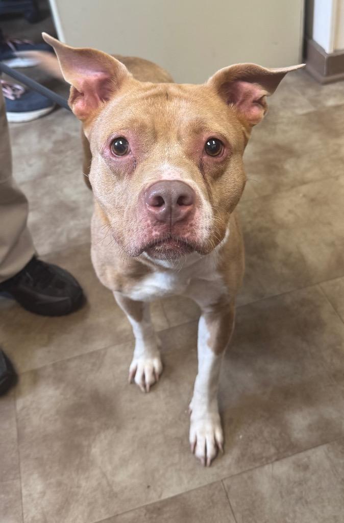 Liberty, Adoptable, Young Female American Staffordshire Terrier.