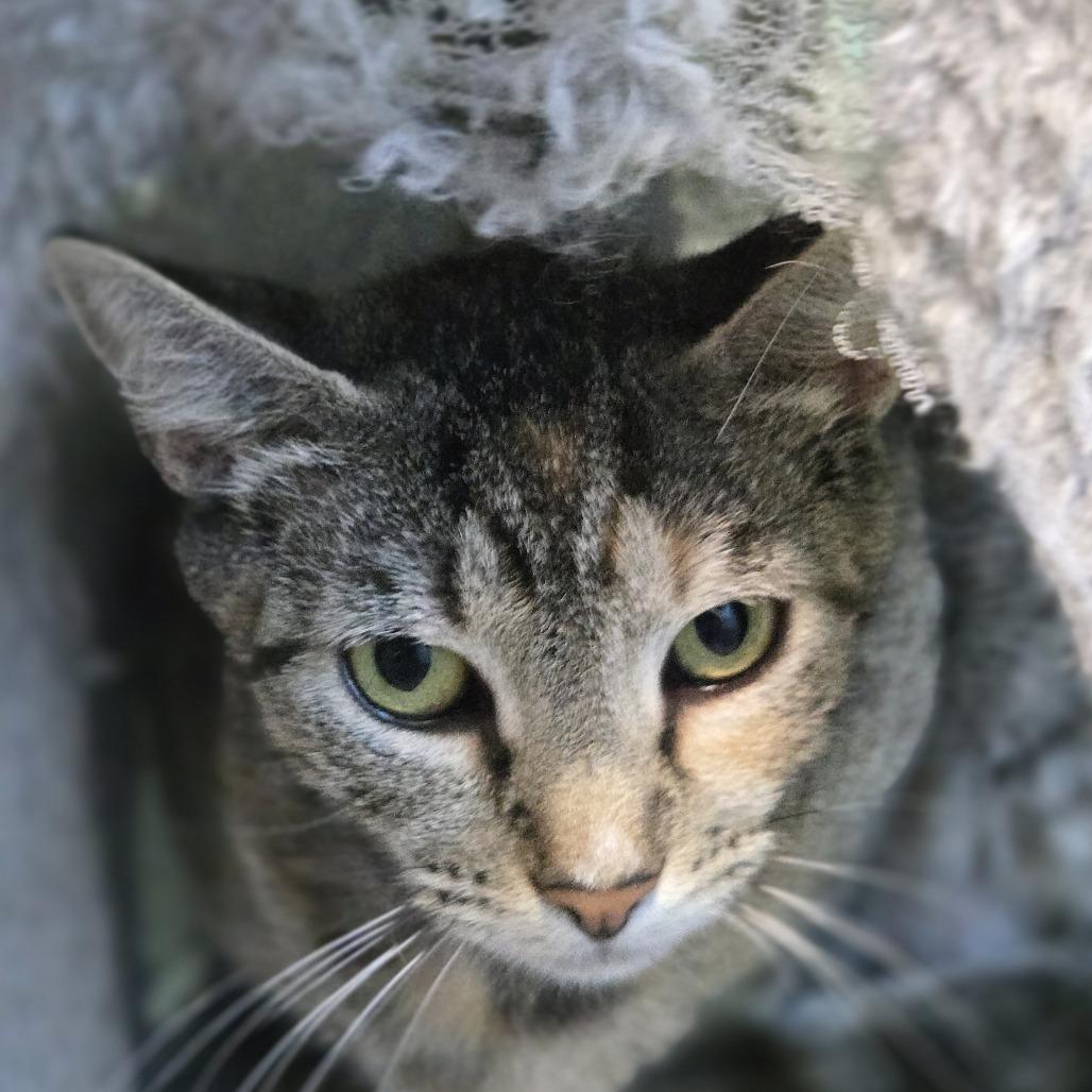 Enlarge Tanya in Arnold, MD, a Adoptable Domestic Short Hair in Alexandria, VA image 1/3