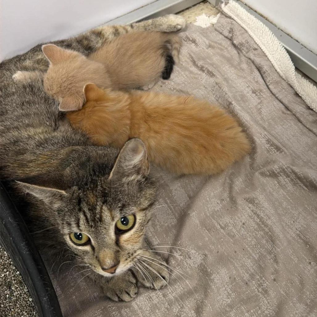 Enlarge Tanya in Arnold, MD, a Adoptable Domestic Short Hair in Alexandria, VA image 3/3