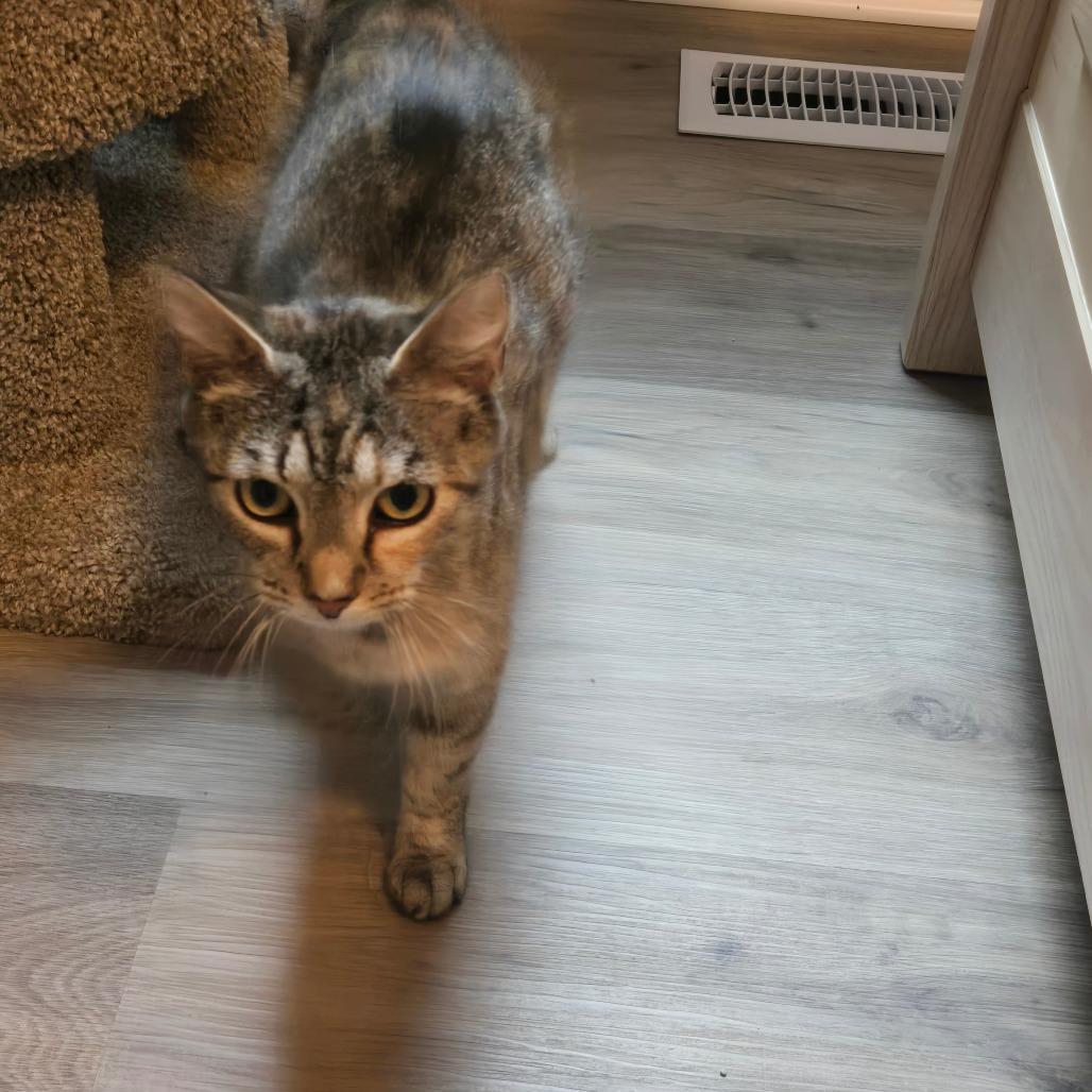 Enlarge Tanya in Arnold, MD, a Adoptable Domestic Short Hair in Alexandria, VA image 2/3