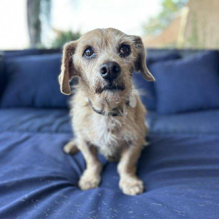 Popcorn, Adoptable, Senior Male Terrier.