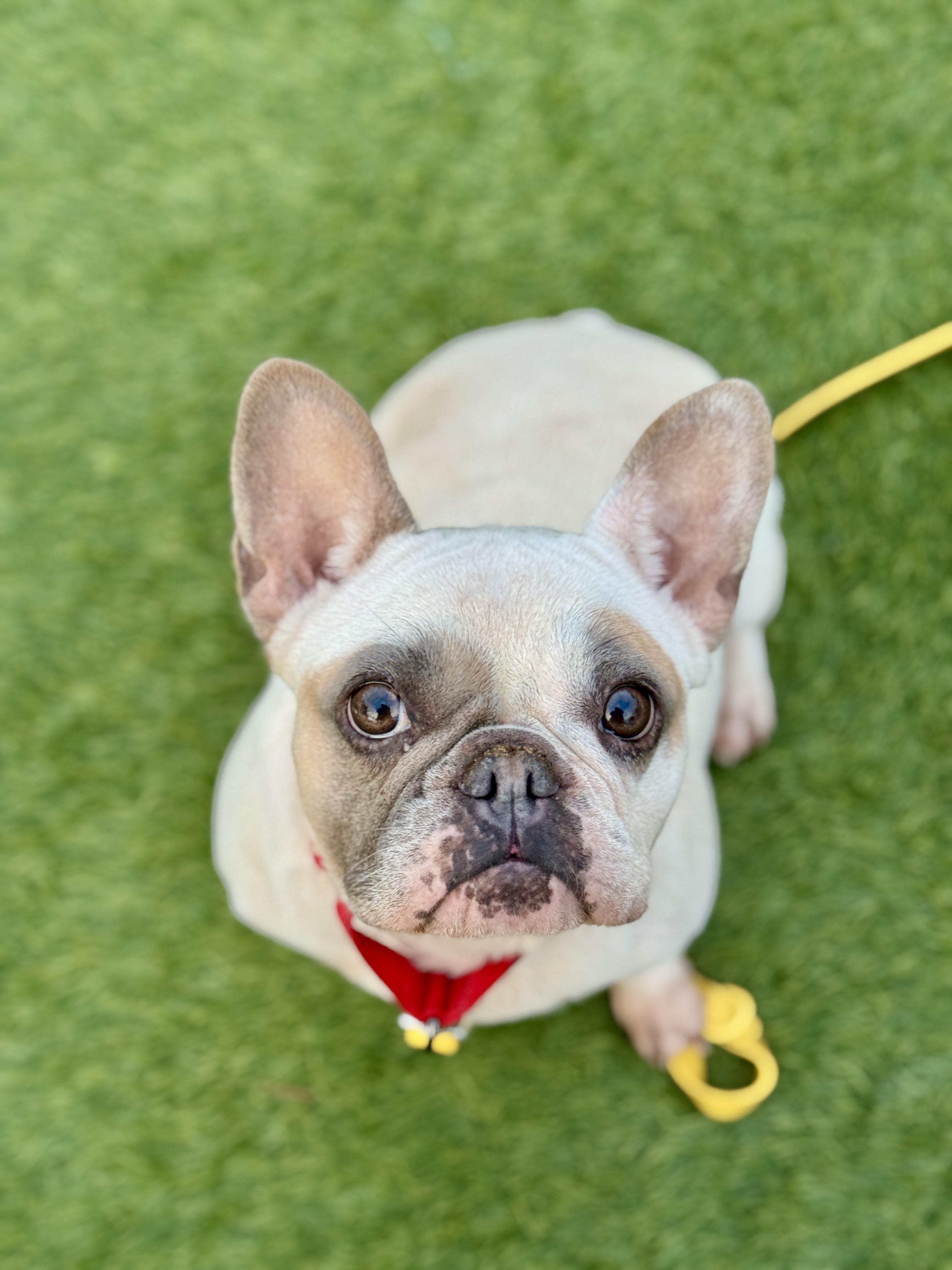 Diamond, ADOPTABLE, Adult Female French Bulldog.