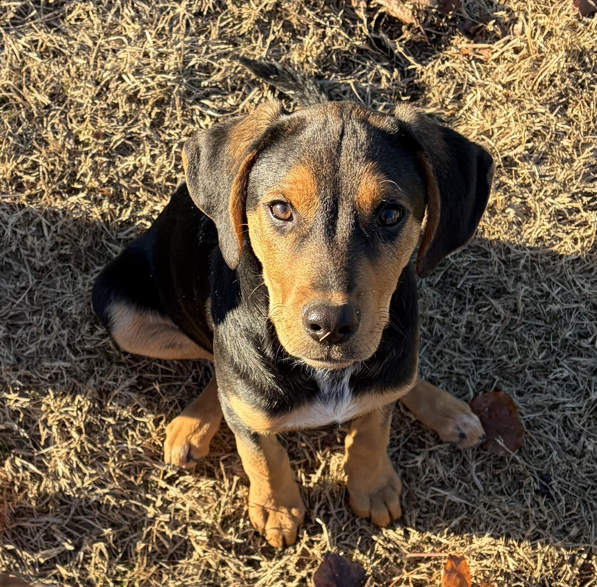BELLA, a ADOPTABLE mixed breed in Dumont, NJ image 5/5