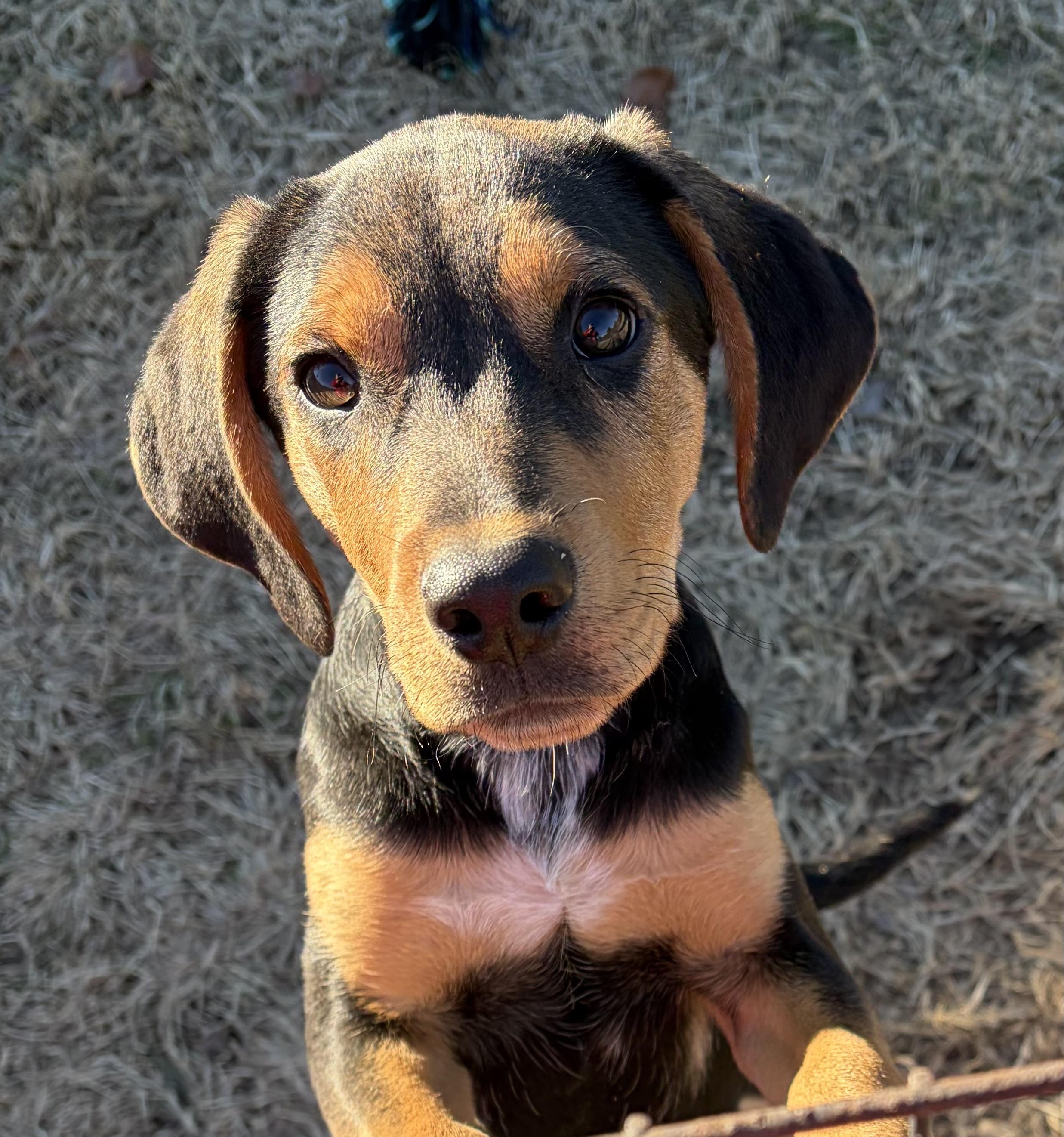 BELLA, a ADOPTABLE mixed breed in Dumont, NJ image 2/5