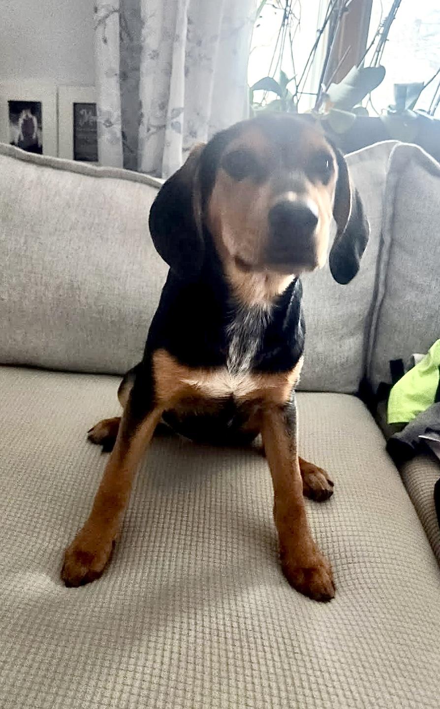 BELLA, a ADOPTABLE mixed breed in Dumont, NJ image 4/5