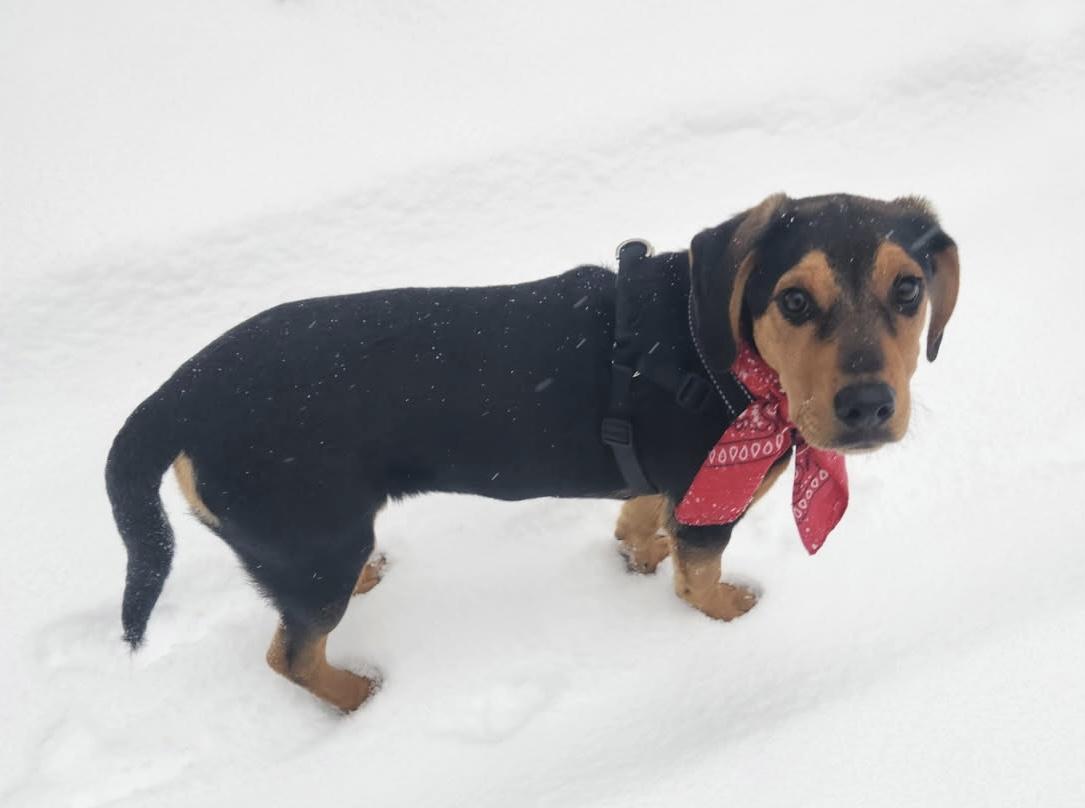 BELLA, ADOPTABLE, Puppy Female Hound & Mixed Breed.