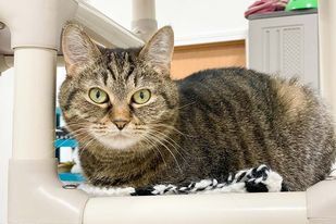 Paddie, a Adoptable Domestic Short Hair in Powell, OH image 1/6