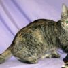 Paddie, a Adoptable Domestic Short Hair in Powell, OH image 2/6