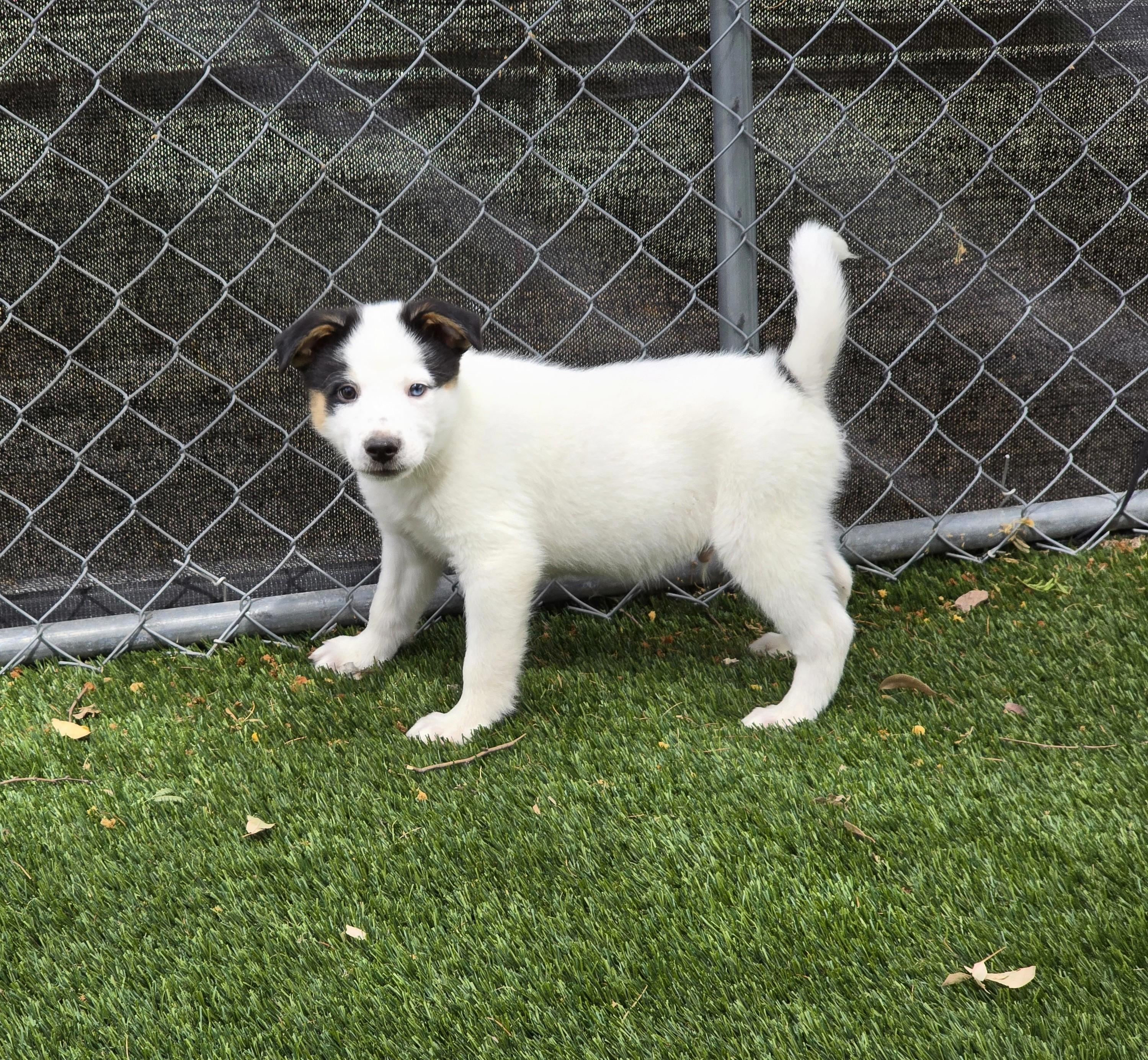 Enlarge Percival, a ADOPTABLE mixed breed in Apache Junction, AZ image 4/4