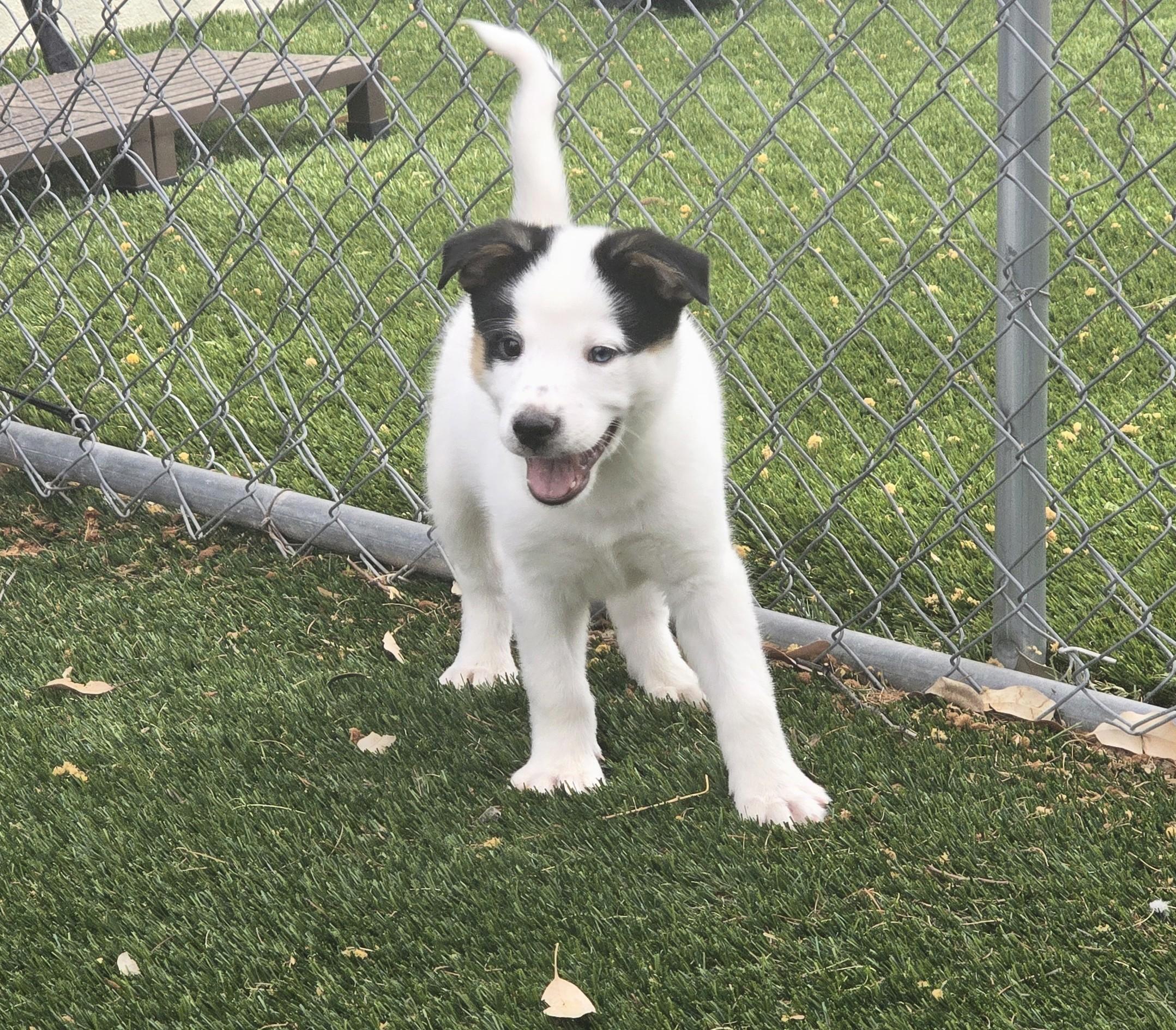 Percival, ADOPTABLE, Puppy Male Cattle Dog & Australian Shepherd.
