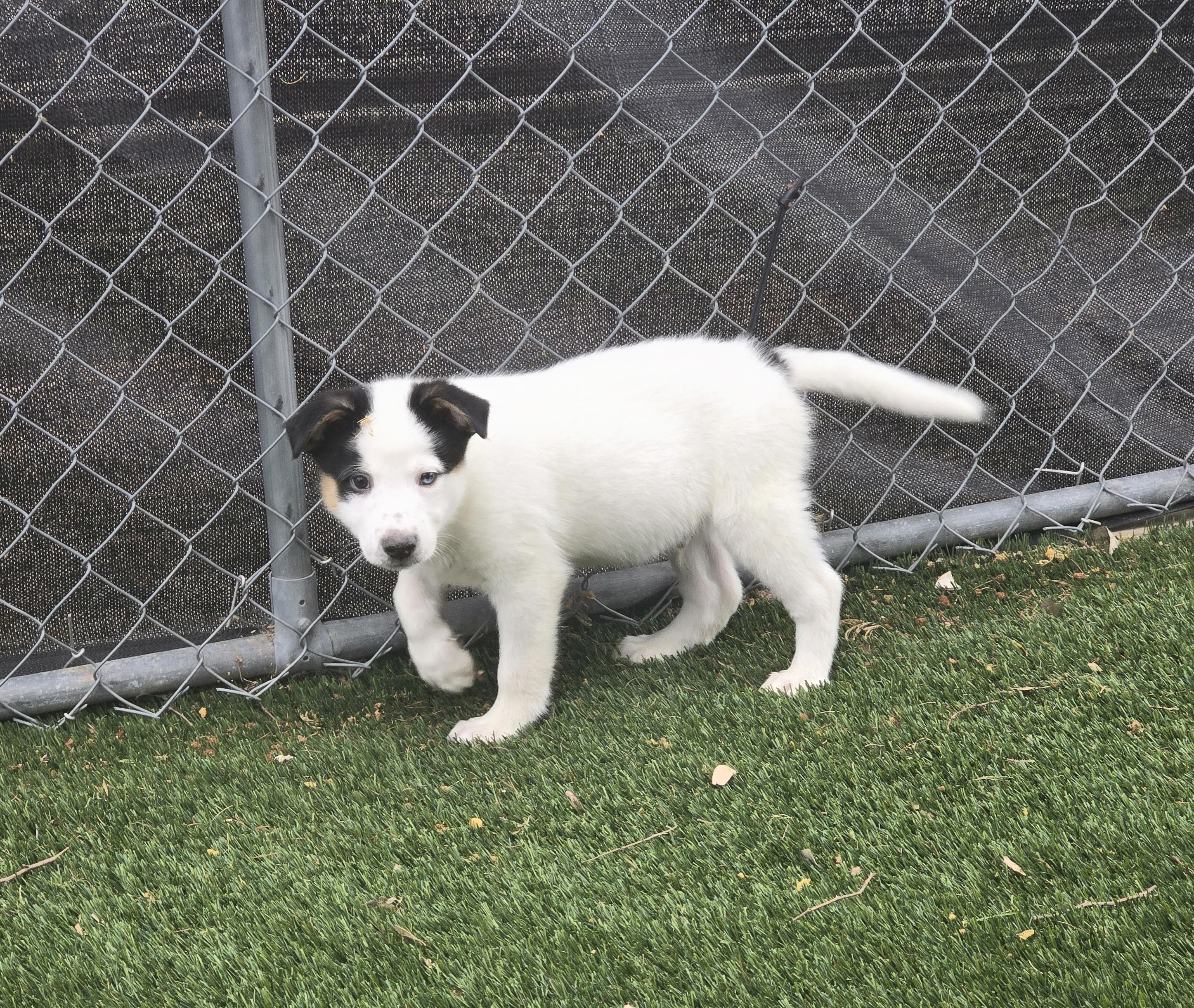 Enlarge Percival, a ADOPTABLE mixed breed in Apache Junction, AZ image 2/4