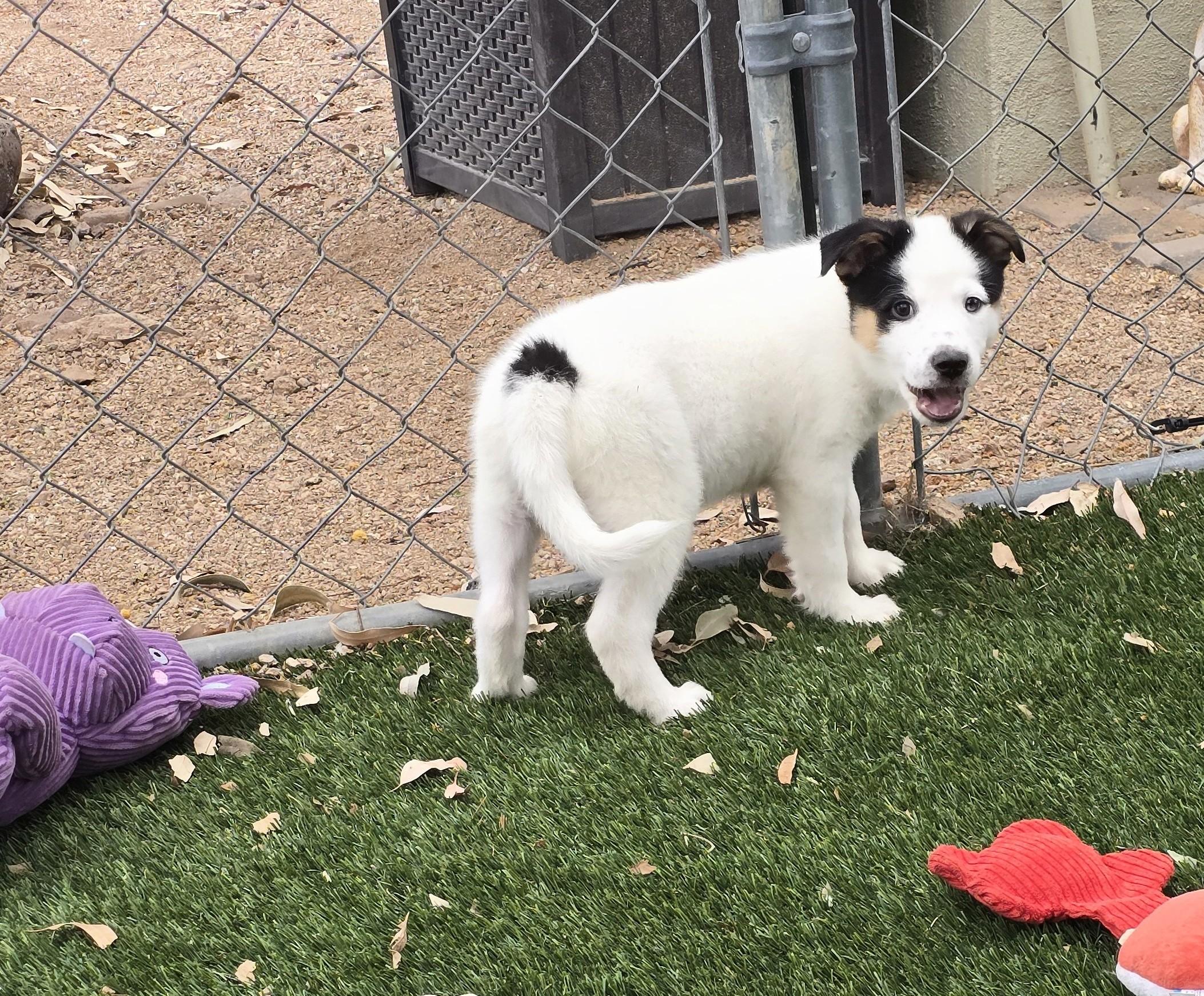 Enlarge Percival, a ADOPTABLE mixed breed in Apache Junction, AZ image 3/4