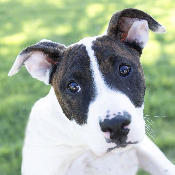 Enlarge Calypso, a Adoptable mixed breed in Dublin, CA image 1/2