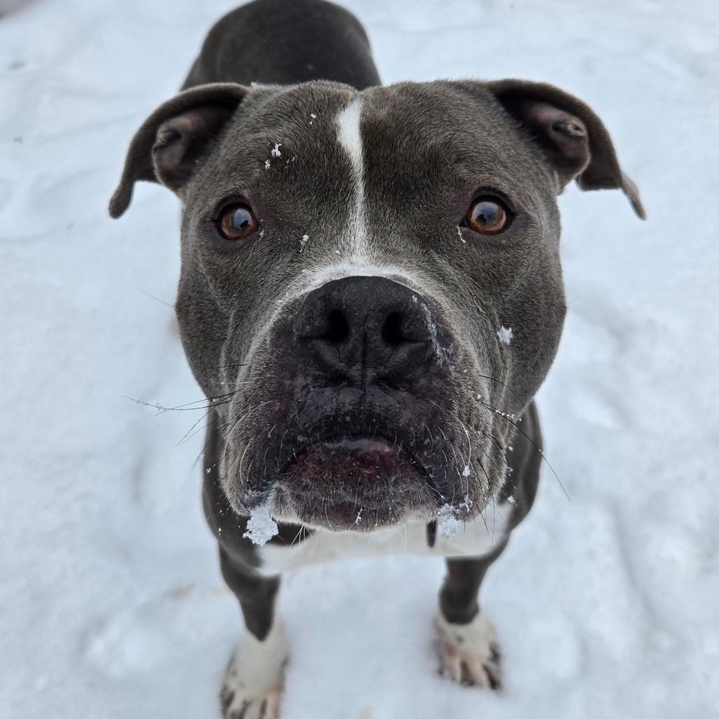 Enlarge Turnip, a Adoptable Mixed Breed in West Olive, MI image 1/6