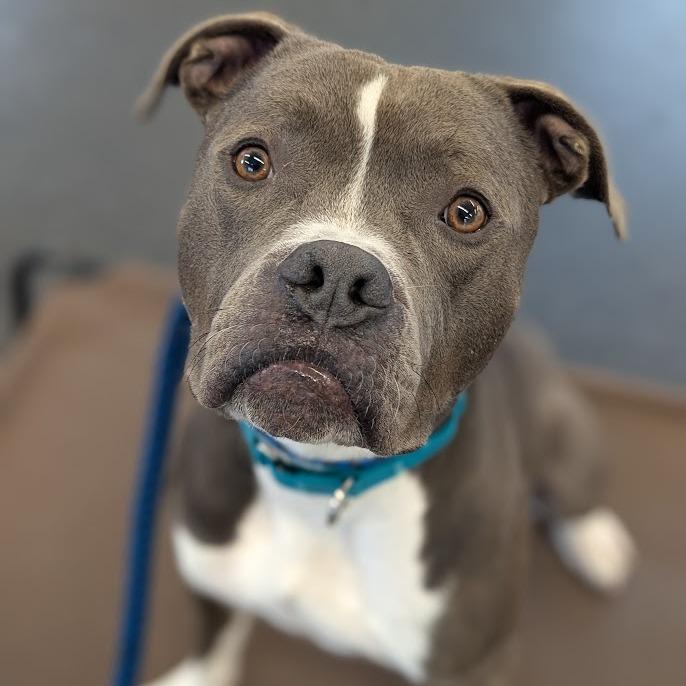 Enlarge Turnip, a Adoptable Mixed Breed in West Olive, MI image 2/6