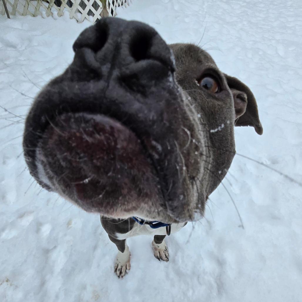 Enlarge Turnip, a Adoptable Mixed Breed in West Olive, MI image 3/6