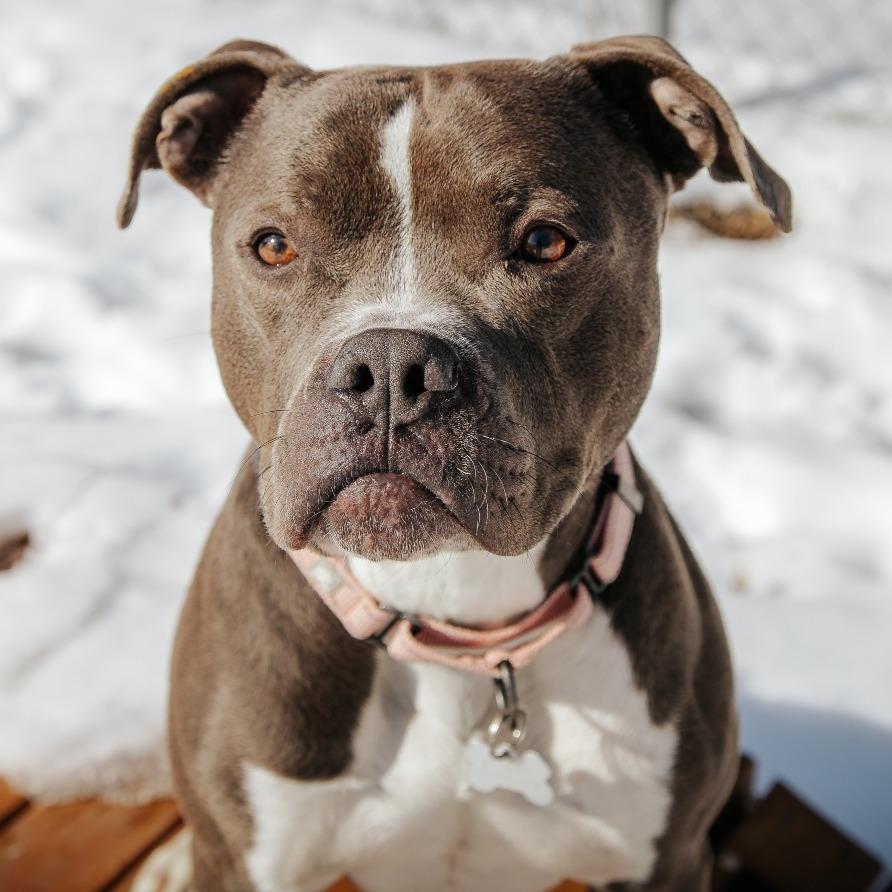 Turnip, Adoptable, Adult Male Mixed Breed.