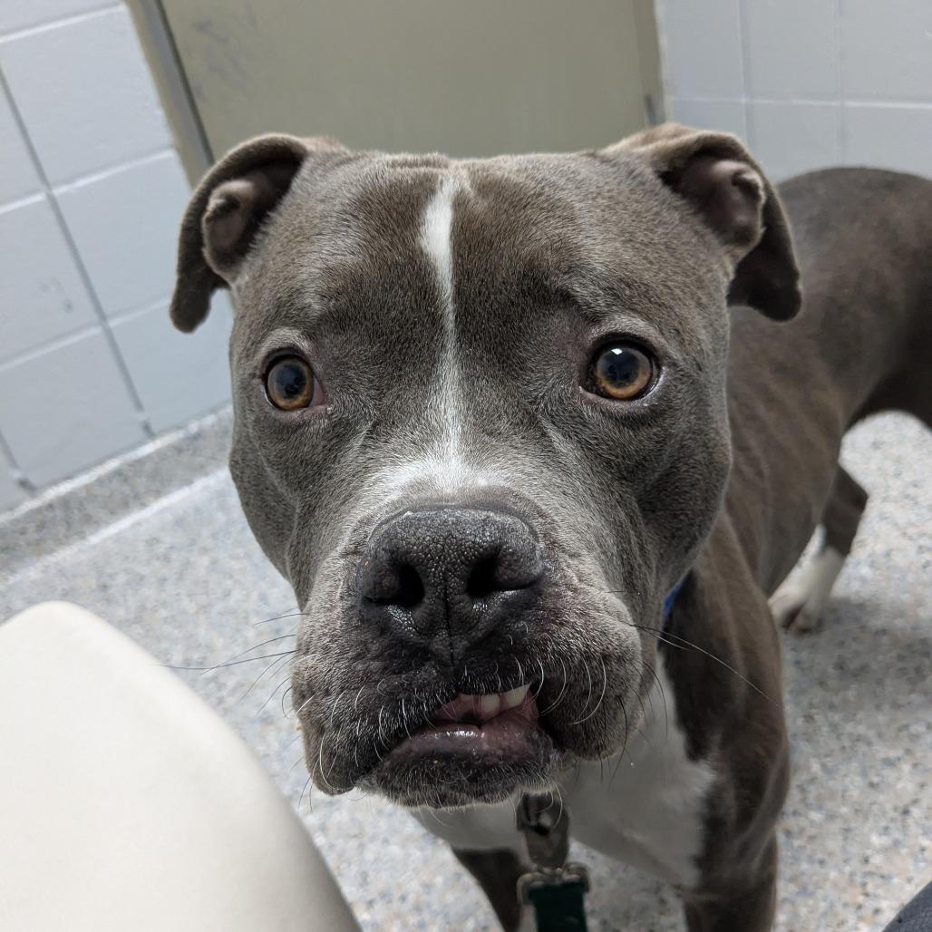 Enlarge Turnip, a Adoptable Mixed Breed in West Olive, MI image 2/6