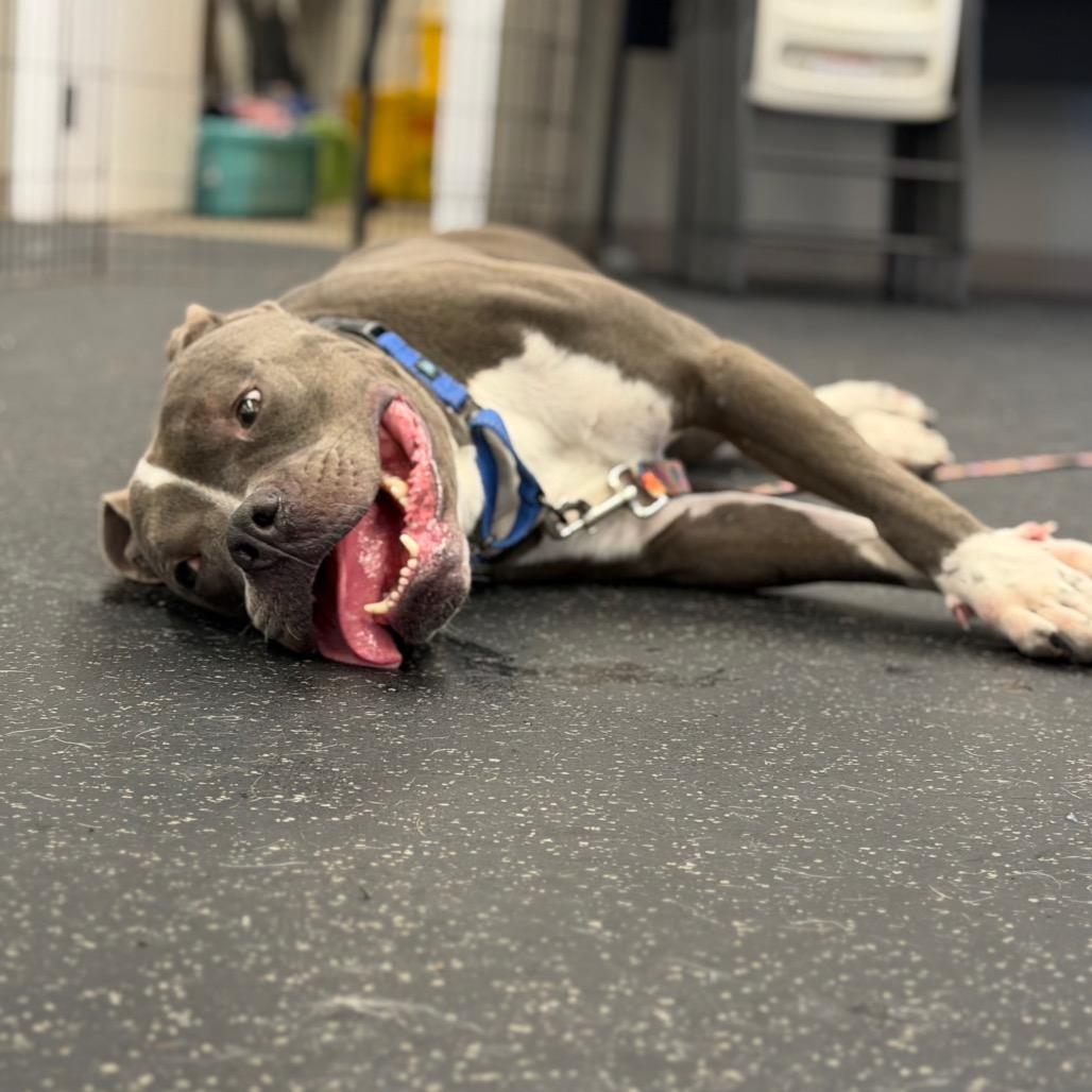 Enlarge Turnip, a Adoptable Mixed Breed in West Olive, MI image 4/6