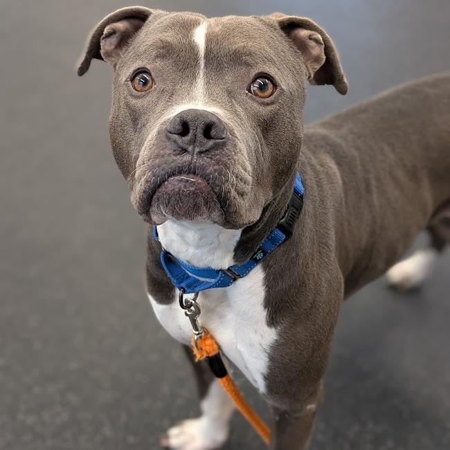 Enlarge Turnip, a Adoptable Mixed Breed in West Olive, MI image 5/6