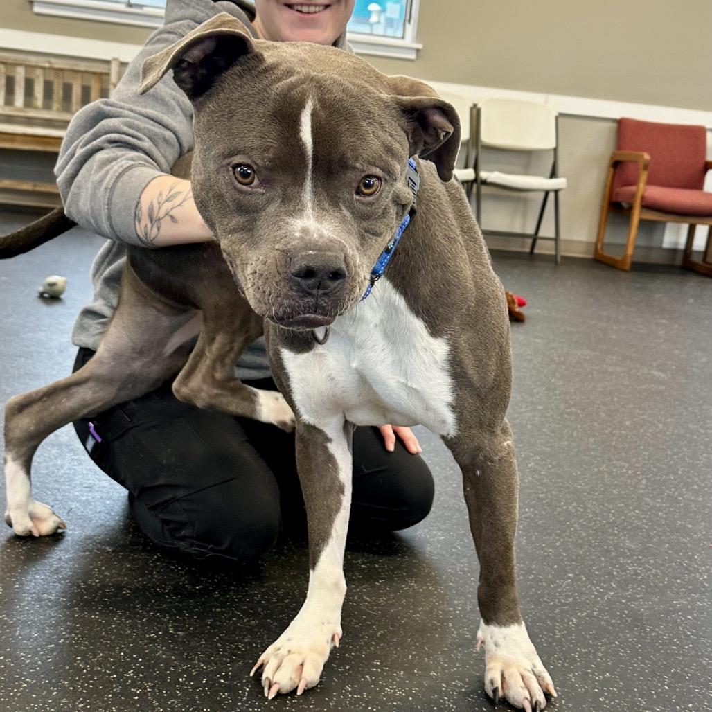 Enlarge Turnip, a Adoptable Mixed Breed in West Olive, MI image 6/6