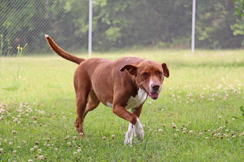 Georgia, Adoptable, Adult Female Hound.