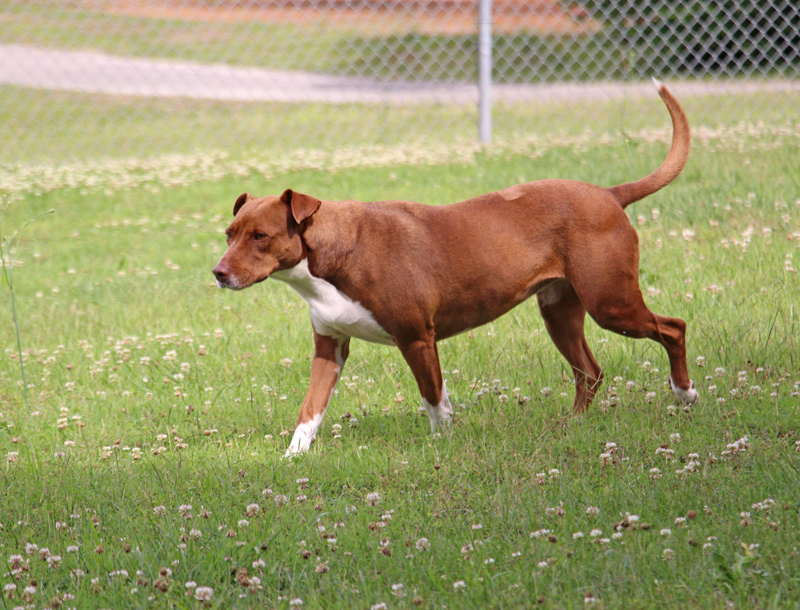 Georgia, a Adoptable mixed breed in Savannah, TN image 2/6
