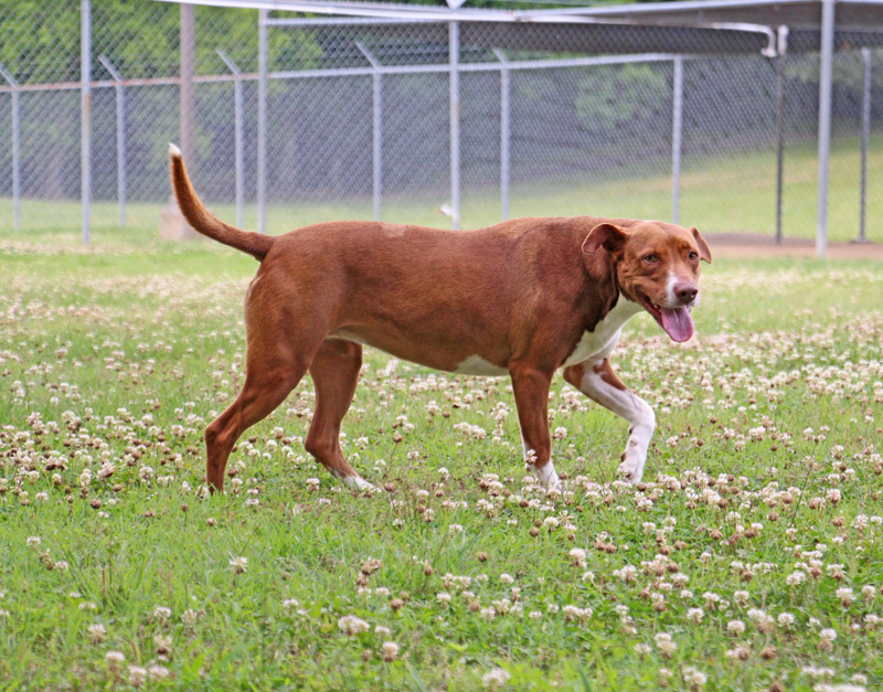 Georgia, a Adoptable mixed breed in Savannah, TN image 3/6