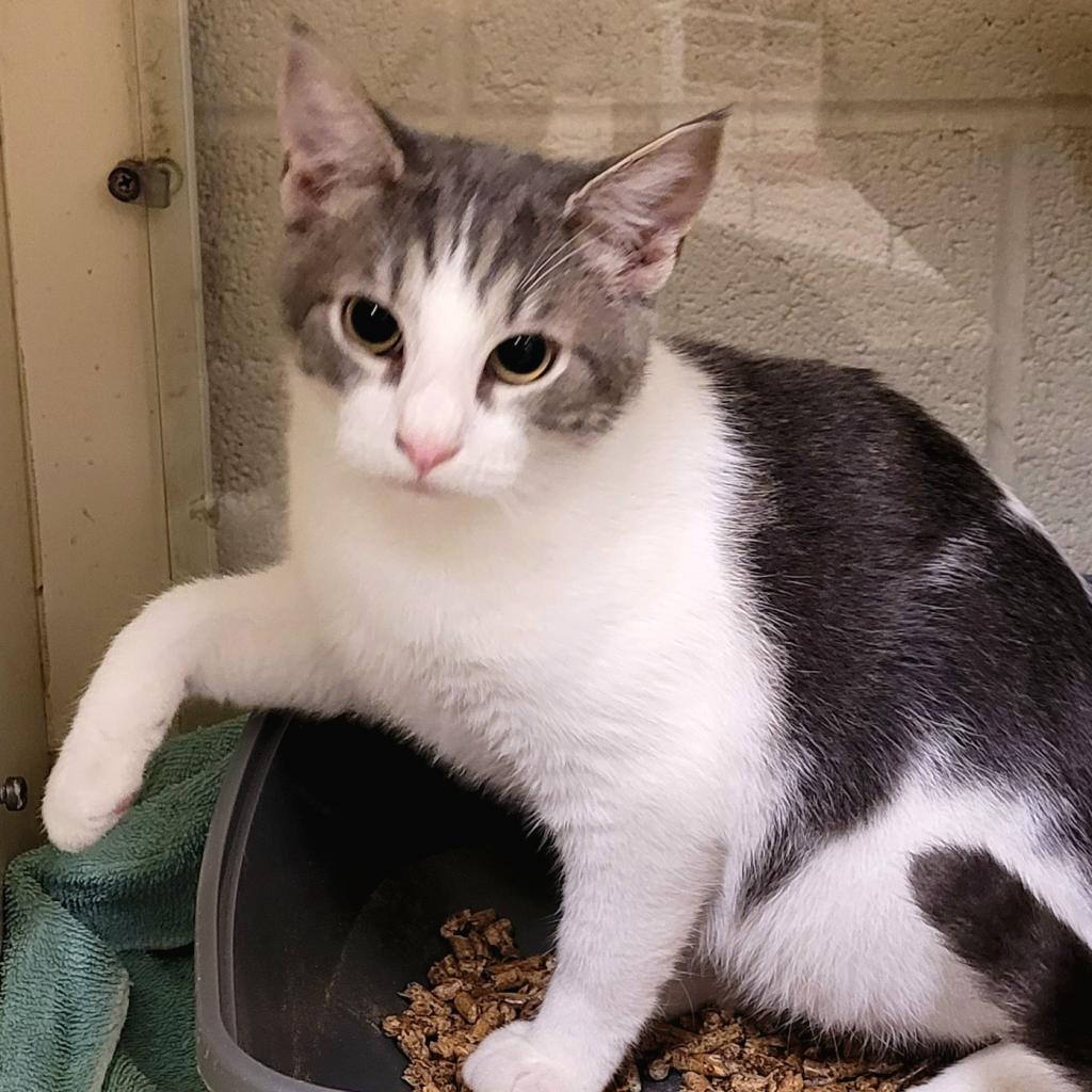 Enlarge Quincy, a Adoptable Domestic Short Hair in Waynesboro, PA image 1/2