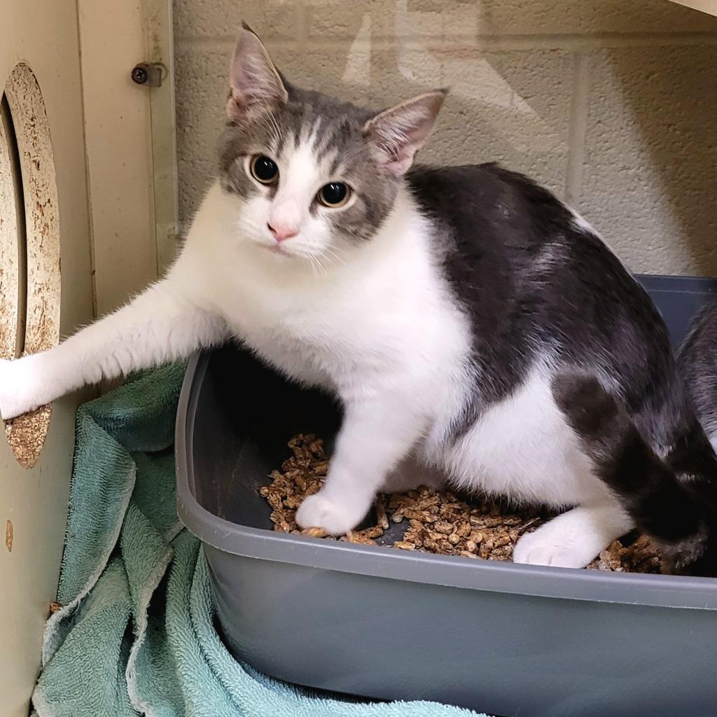 Enlarge Quincy, a Adoptable Domestic Short Hair in Waynesboro, PA image 2/2