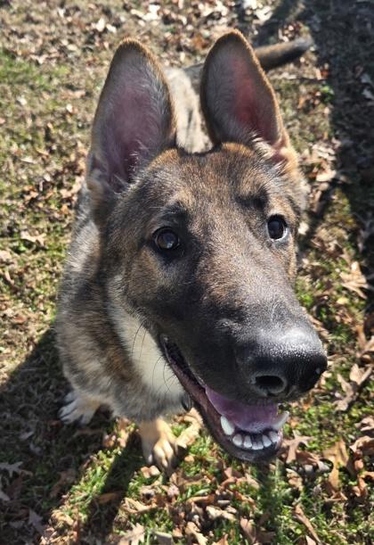 Eddie, Adoptable, Adult Male German Shepherd Dog.