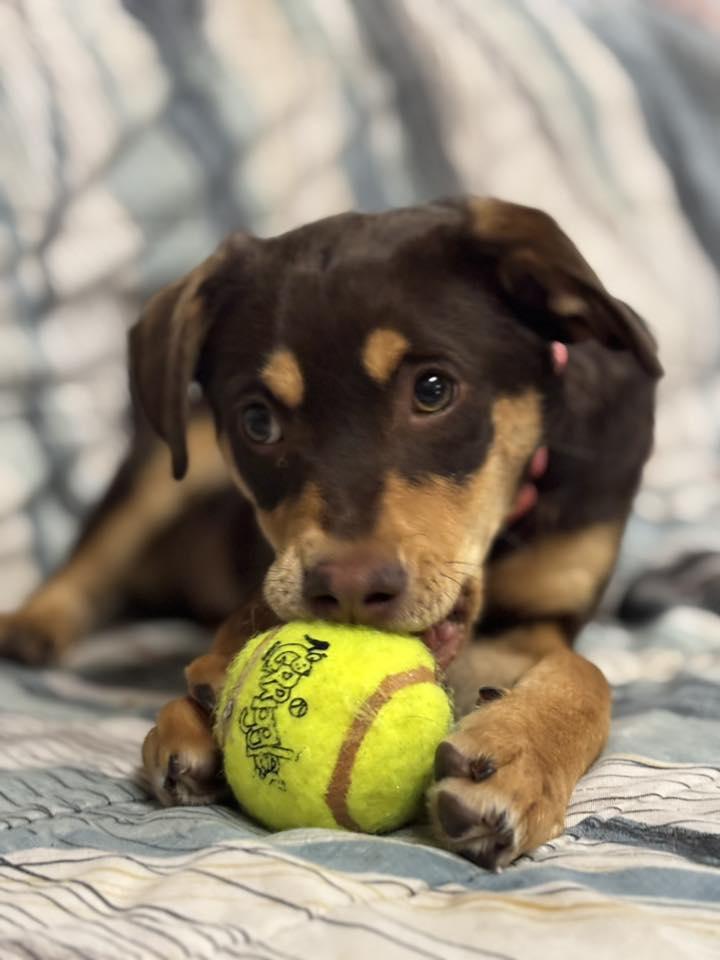 Essay, a ADOPTABLE mixed breed in Grand Island, NE image 1/3