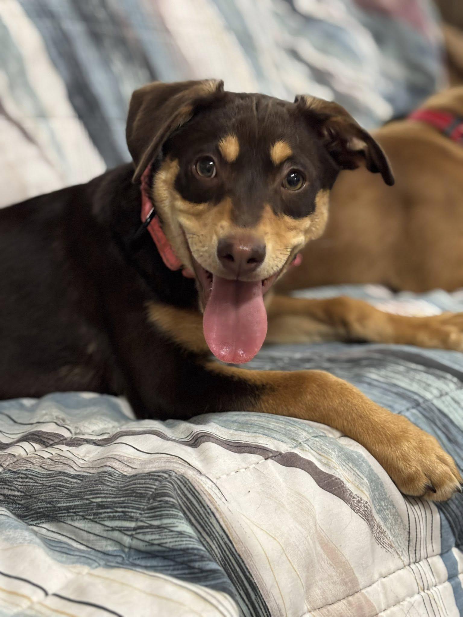 Essay, a ADOPTABLE mixed breed in Grand Island, NE image 3/3