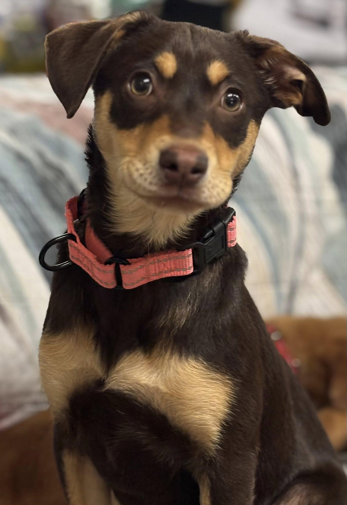 Essay, a ADOPTABLE mixed breed in Grand Island, NE image 2/3