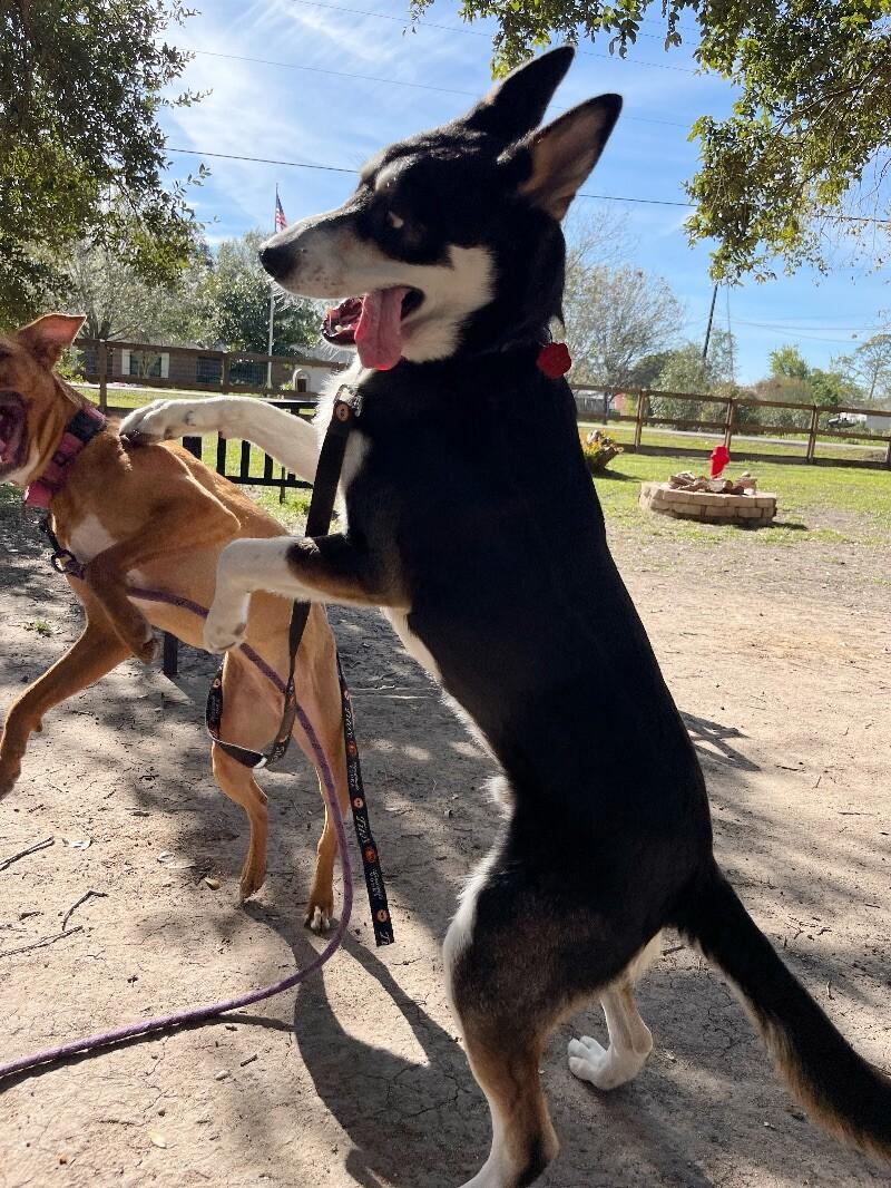 Dog for adoption - Russell Roo The Husky Lover's Dream, a Siberian ...