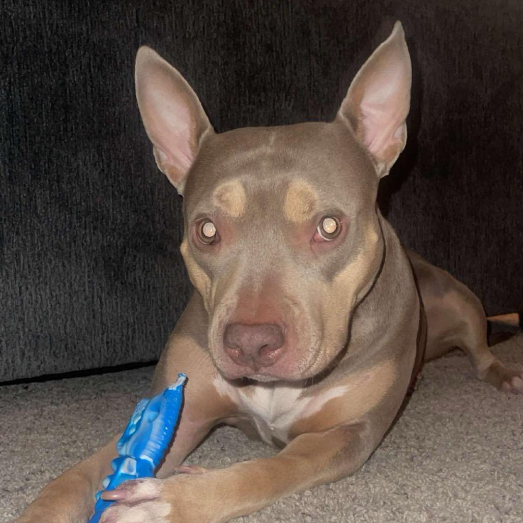 Lady Cakes, Adoptable, Adult Female Pit Bull Terrier.